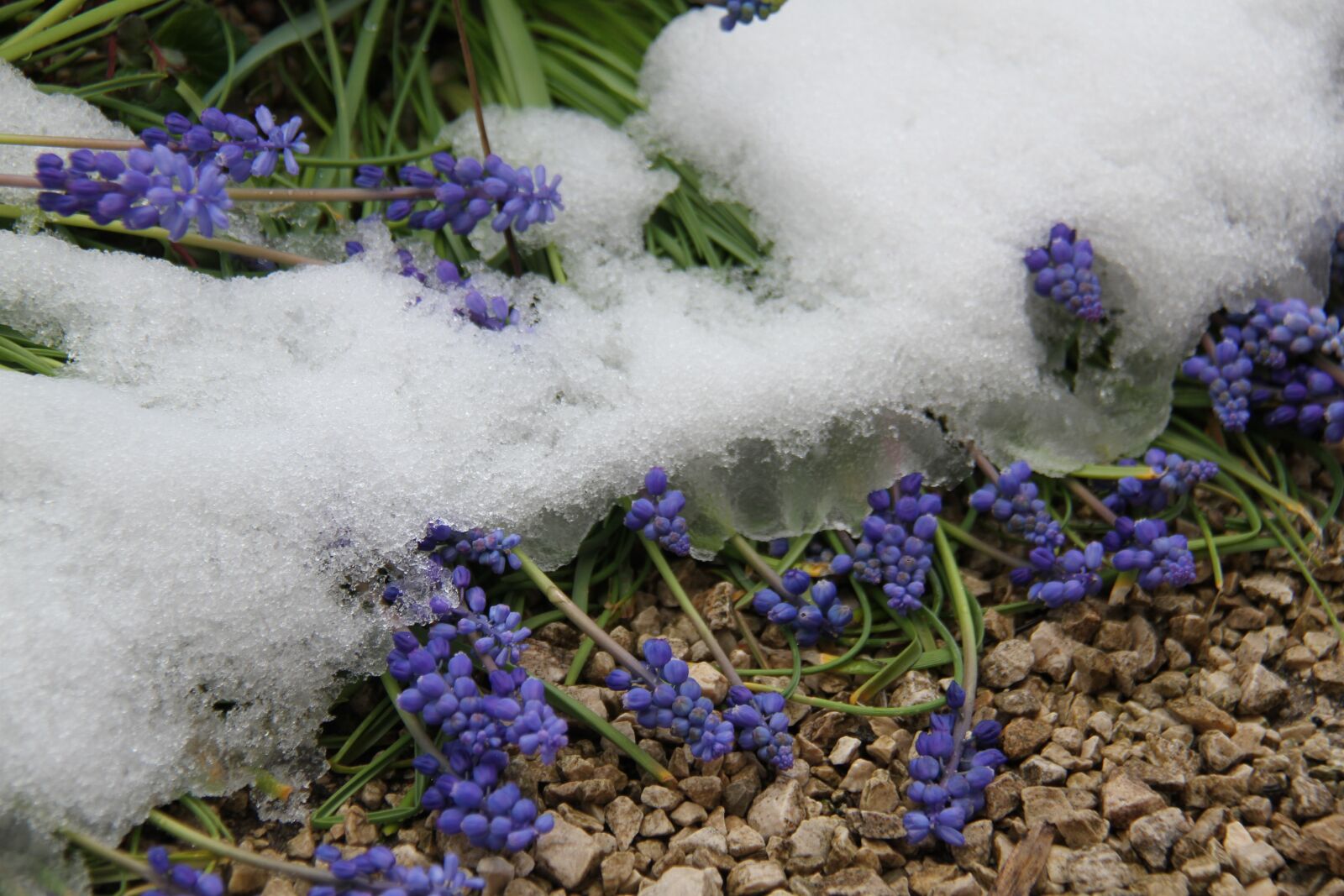 Canon EOS 7D sample photo. Snow, april, spring photography