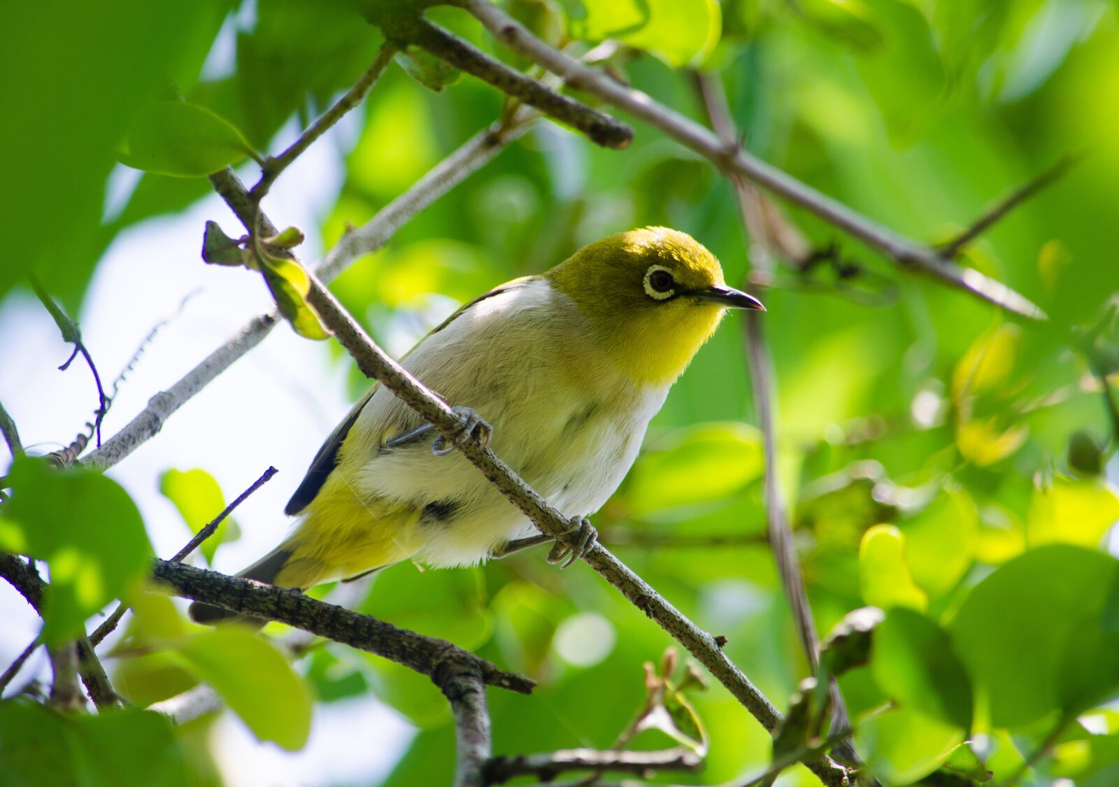 Nikon D5100 sample photo. Birds, vietnam, nature photography