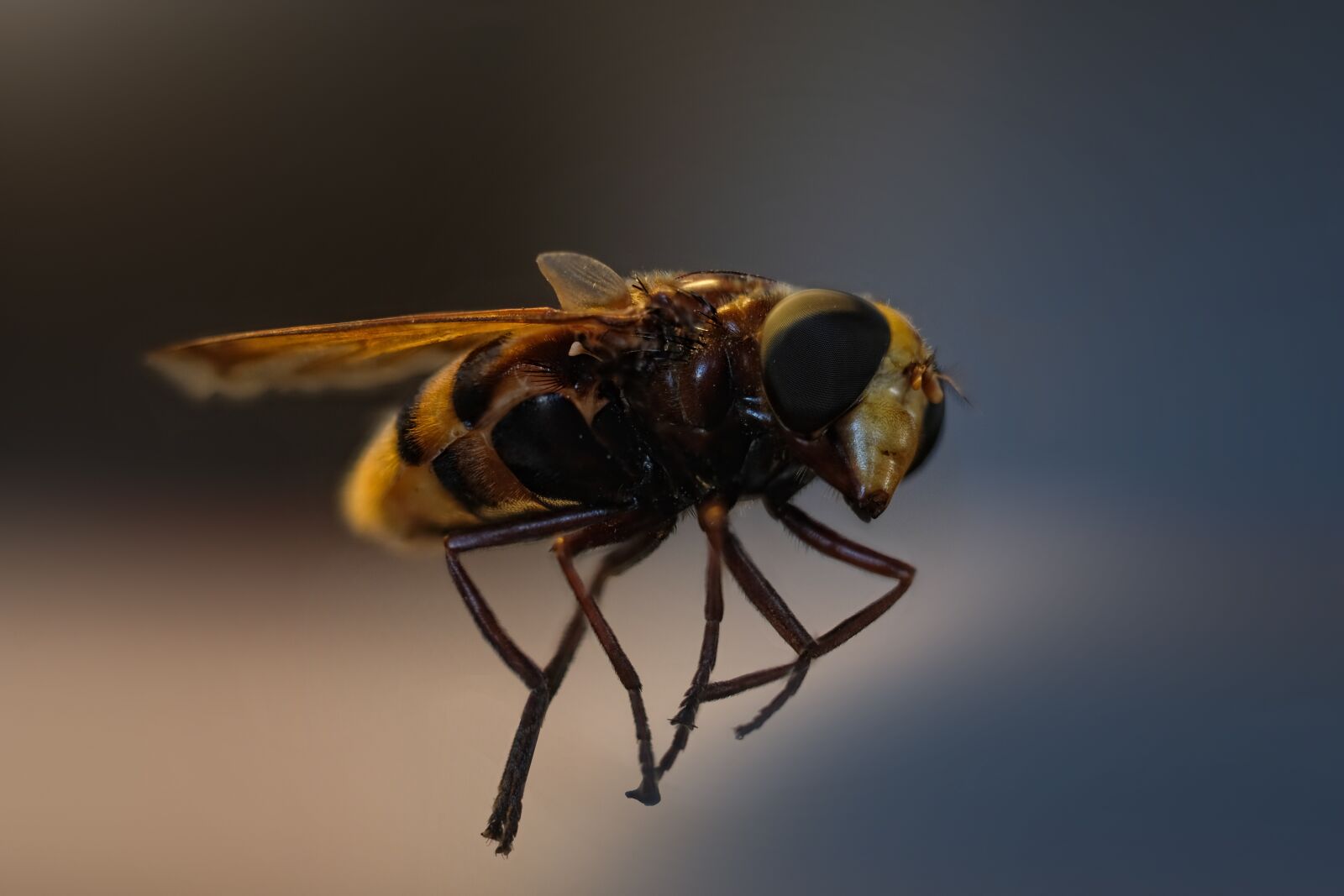 Fujifilm X-Pro2 sample photo. Insect, hornet, wasp photography