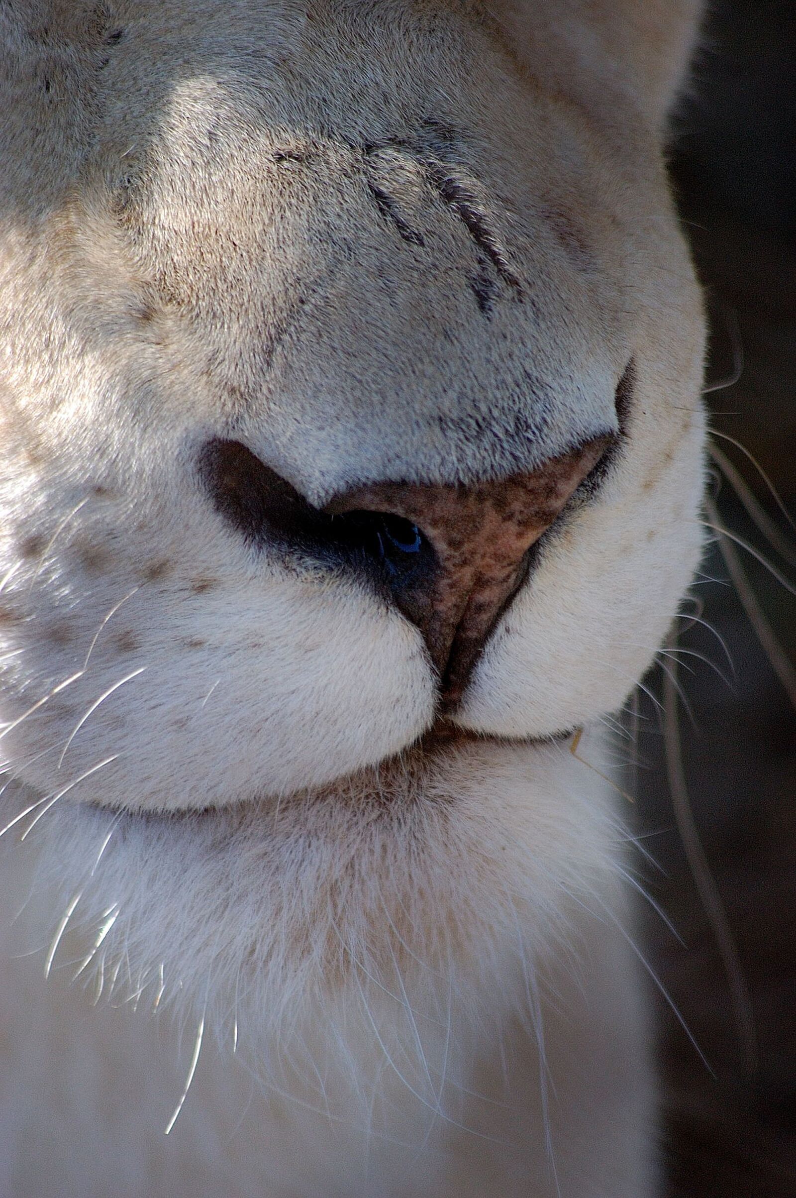 Nikon D40 sample photo. Lion, nose, white photography