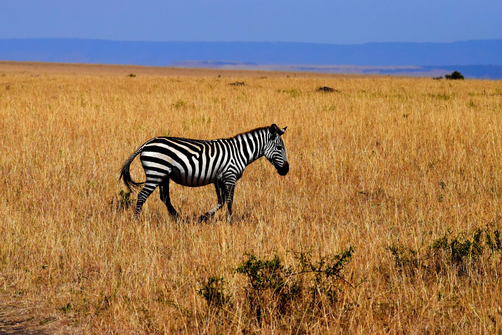Nikon D5500 sample photo. Zebra, wildlife, africa photography
