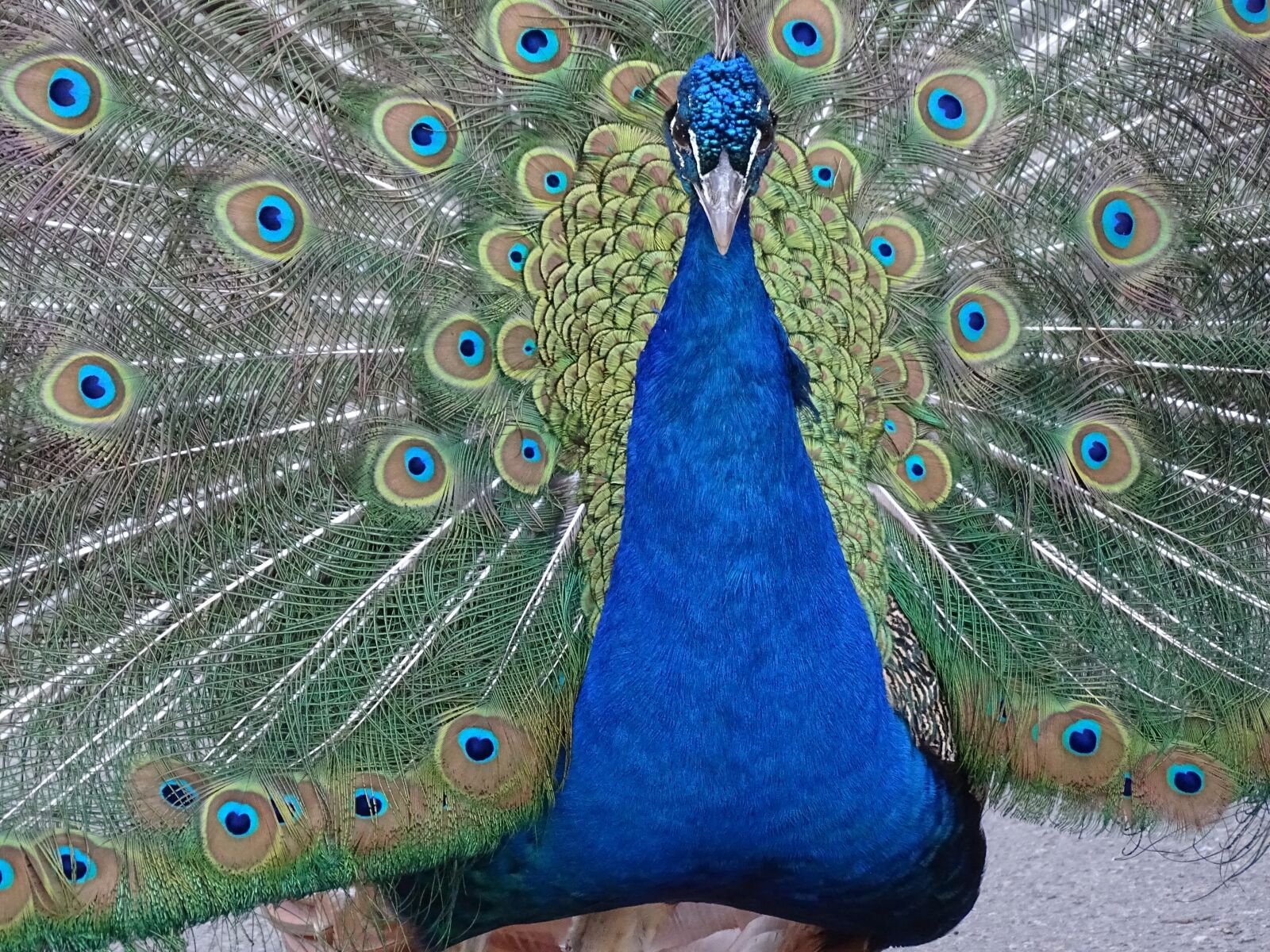 Sony Cyber-shot DSC-HX400V sample photo. Peacock, animals, colors photography