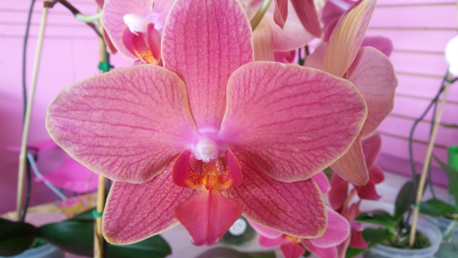 LG STYLO 2 sample photo. Pink, orchid, bloom photography