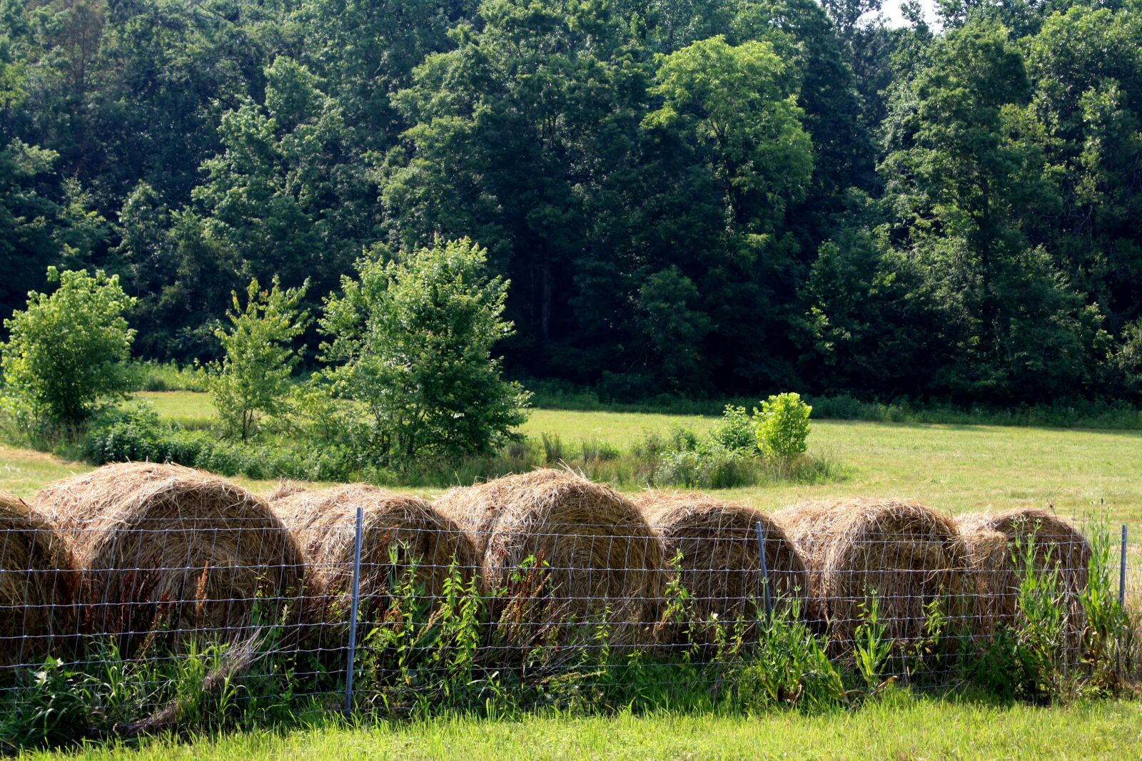 Canon EOS 1000D (EOS Digital Rebel XS / EOS Kiss F) sample photo. Hay, bales, meadow photography