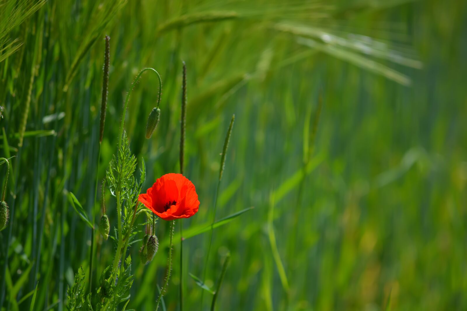 Nikon D5200 sample photo. Flowers, red, mack photography