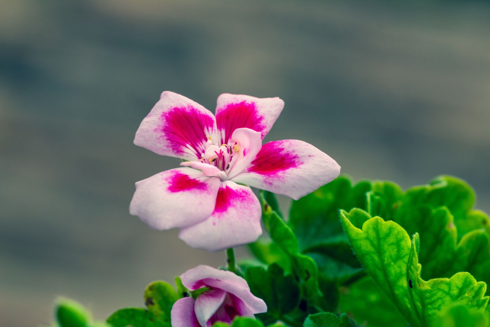 Canon EOS 1300D (EOS Rebel T6 / EOS Kiss X80) sample photo. Flower, violet, green photography