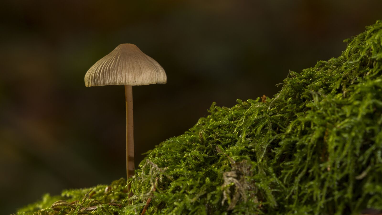 Canon EOS 7D sample photo. Mushroom, sponge, moss photography