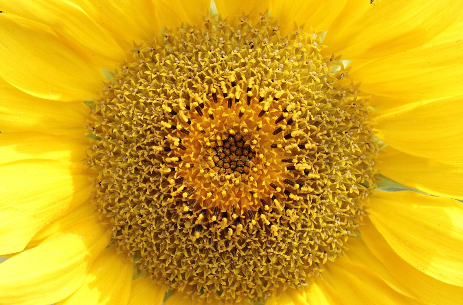 Canon EOS 100D (EOS Rebel SL1 / EOS Kiss X7) sample photo. Sunflower, flower, summer, nature photography