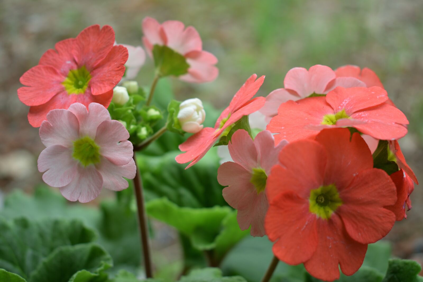 Nikon D5300 sample photo. Flowers, petal, nature photography