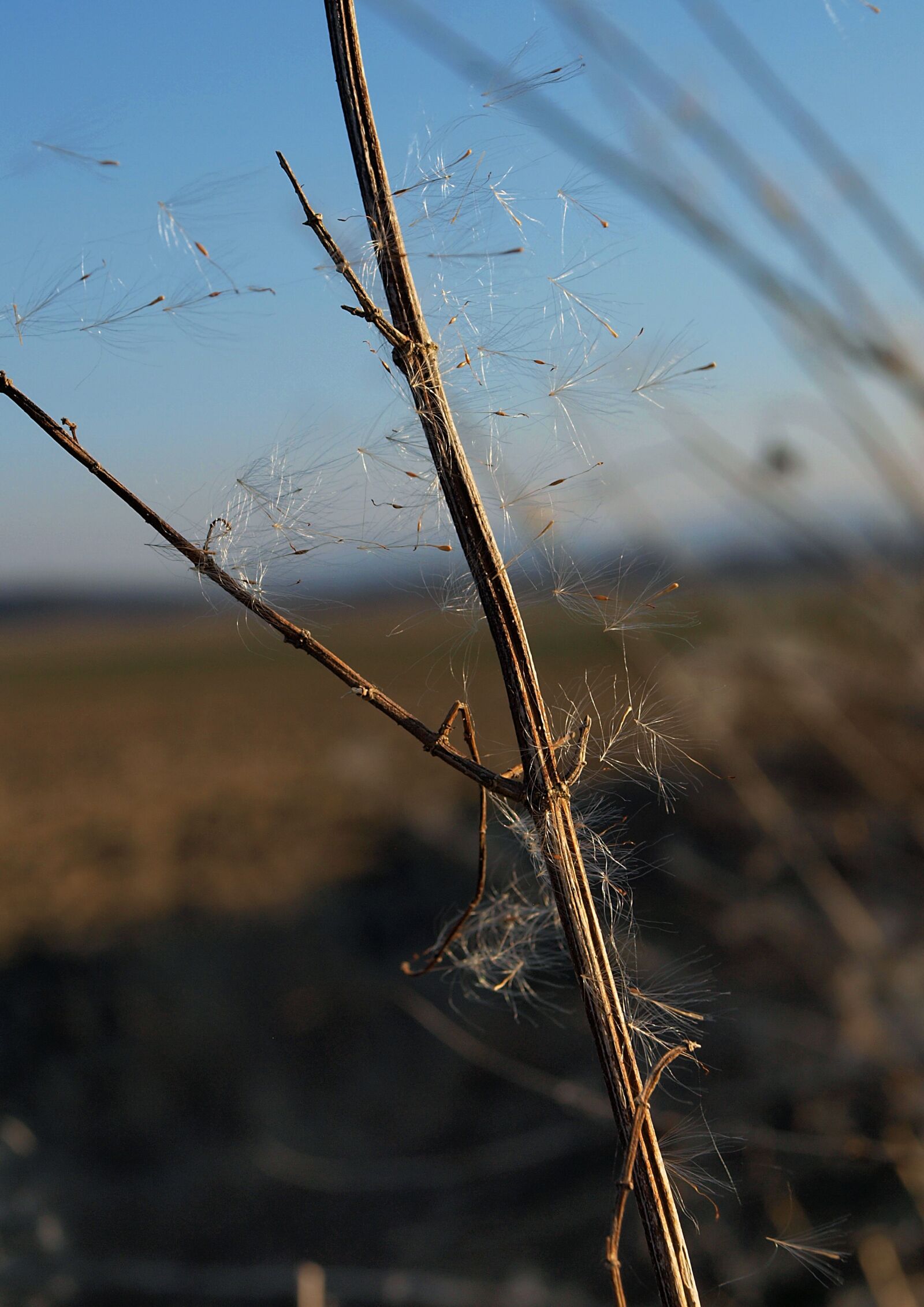 Olympus E-450 (EVOLT E-450) sample photo. Spore, dandelion, nature photography