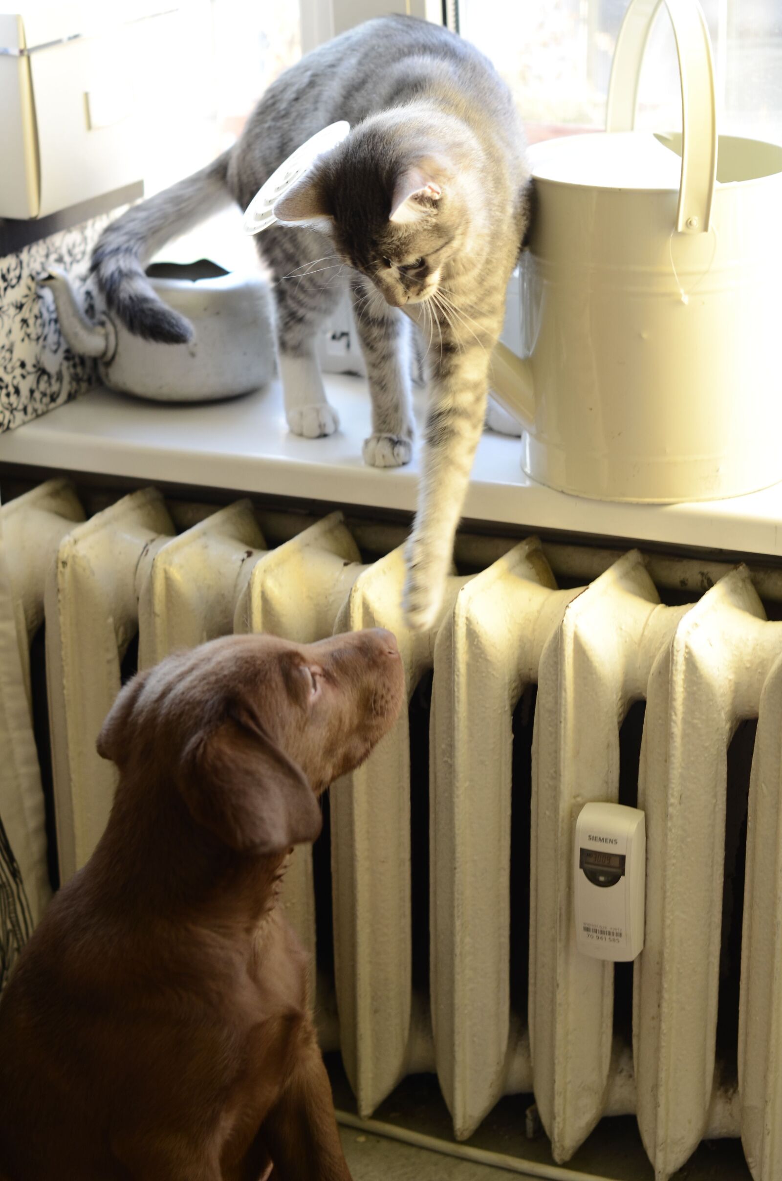 Nikon D5100 sample photo. Cat, dog, play photography