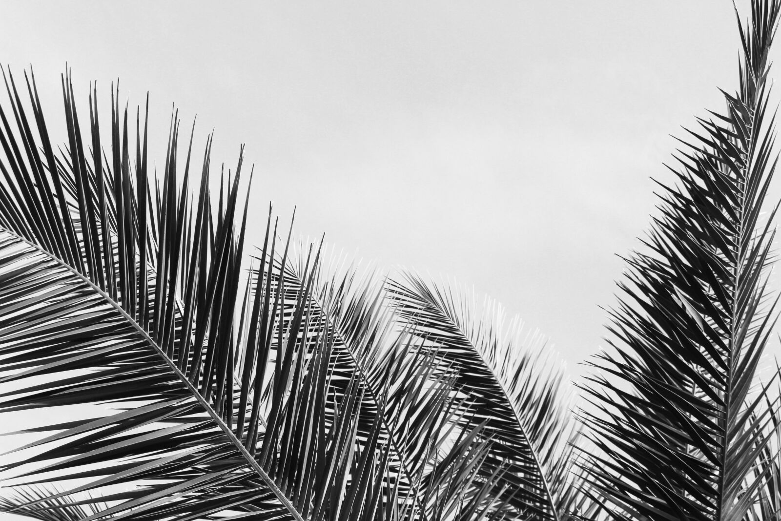 Canon EOS 700D (EOS Rebel T5i / EOS Kiss X7i) sample photo. Black and white, palm photography