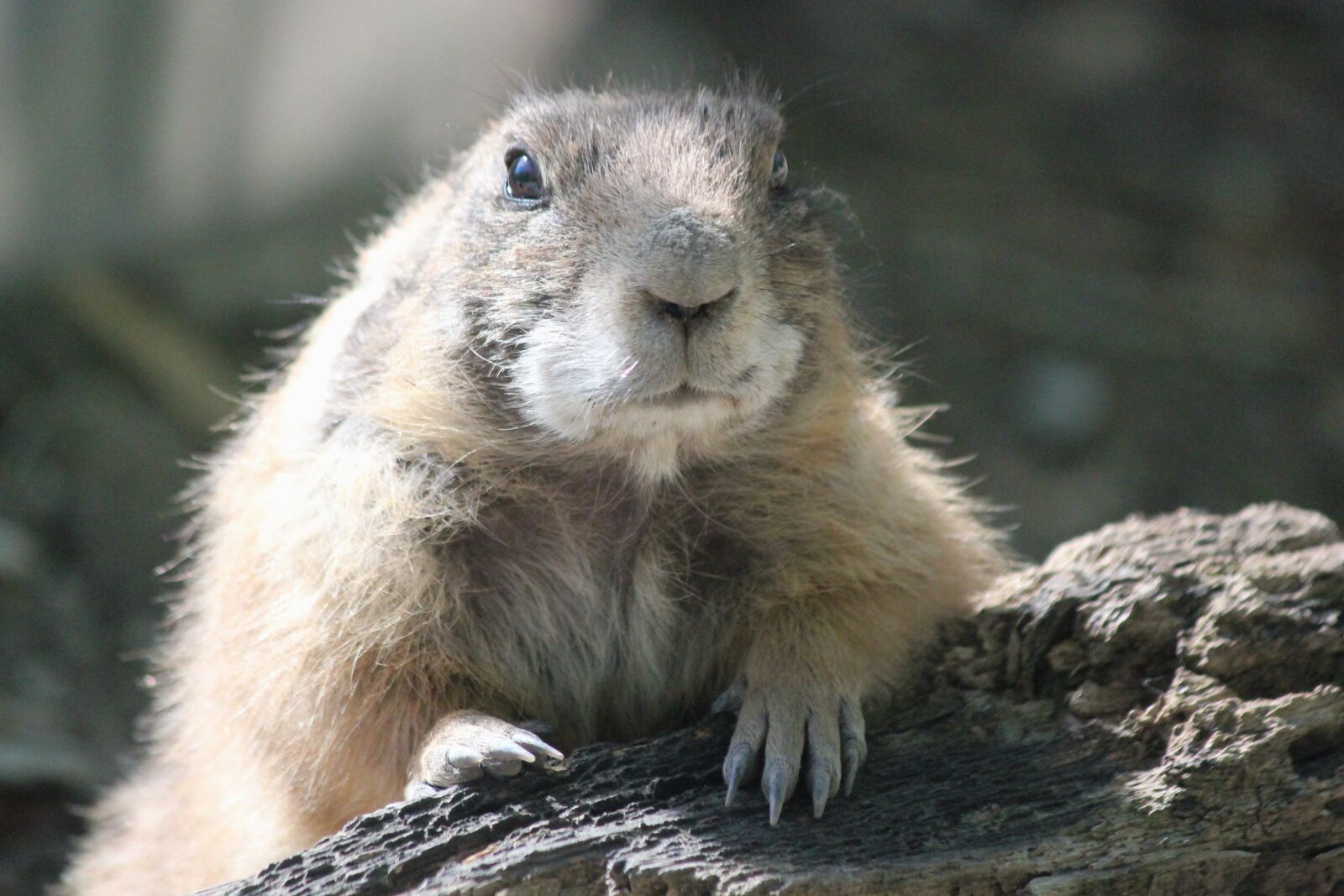 Canon EOS 550D (EOS Rebel T2i / EOS Kiss X4) sample photo. Whiz, rodent, animal photography