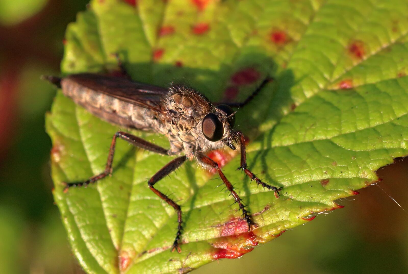 Canon EOS 80D sample photo. Robber fly, insect, predator photography