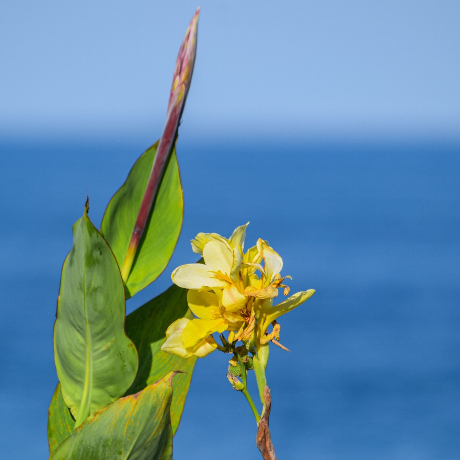 Nikon D5300 sample photo. Flower, nature, plant photography