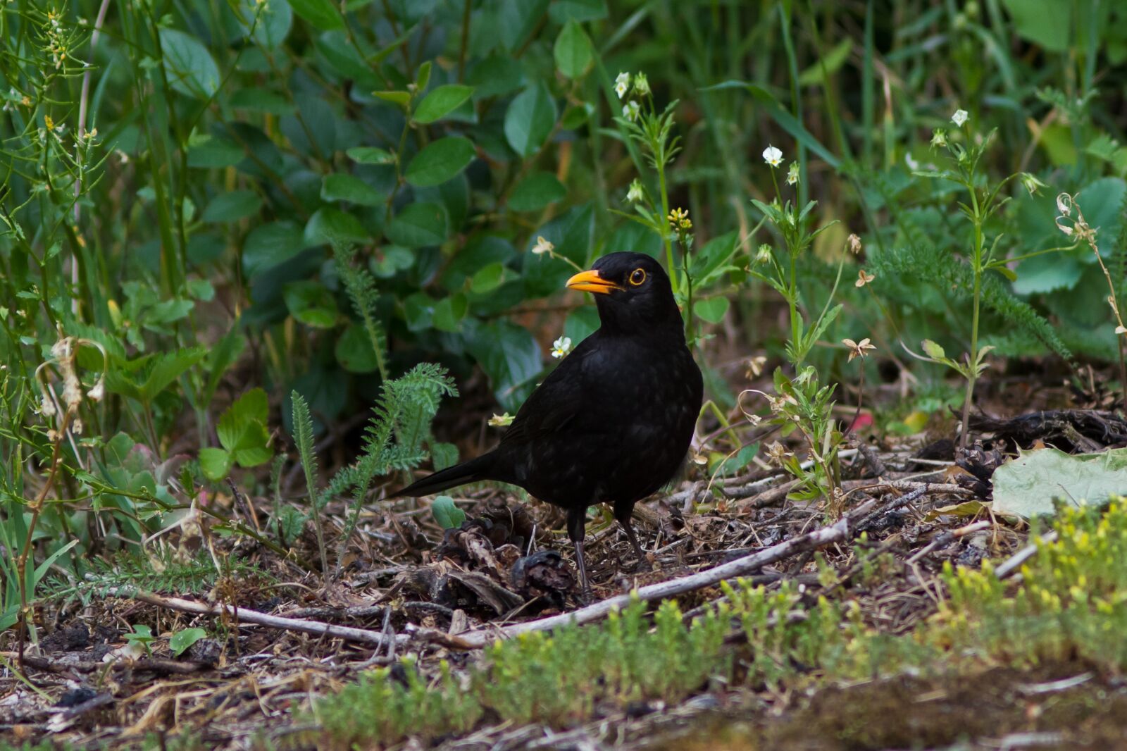 Canon EOS 7D sample photo. Blackbird, summer, bird photography