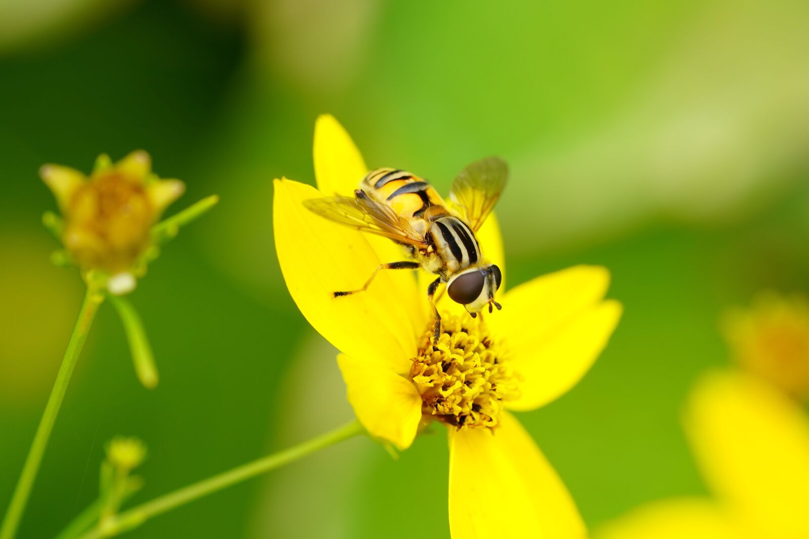 Sony a7R III + Sony FE 90mm F2.8 Macro G OSS sample photo. Flower, bee, nature photography