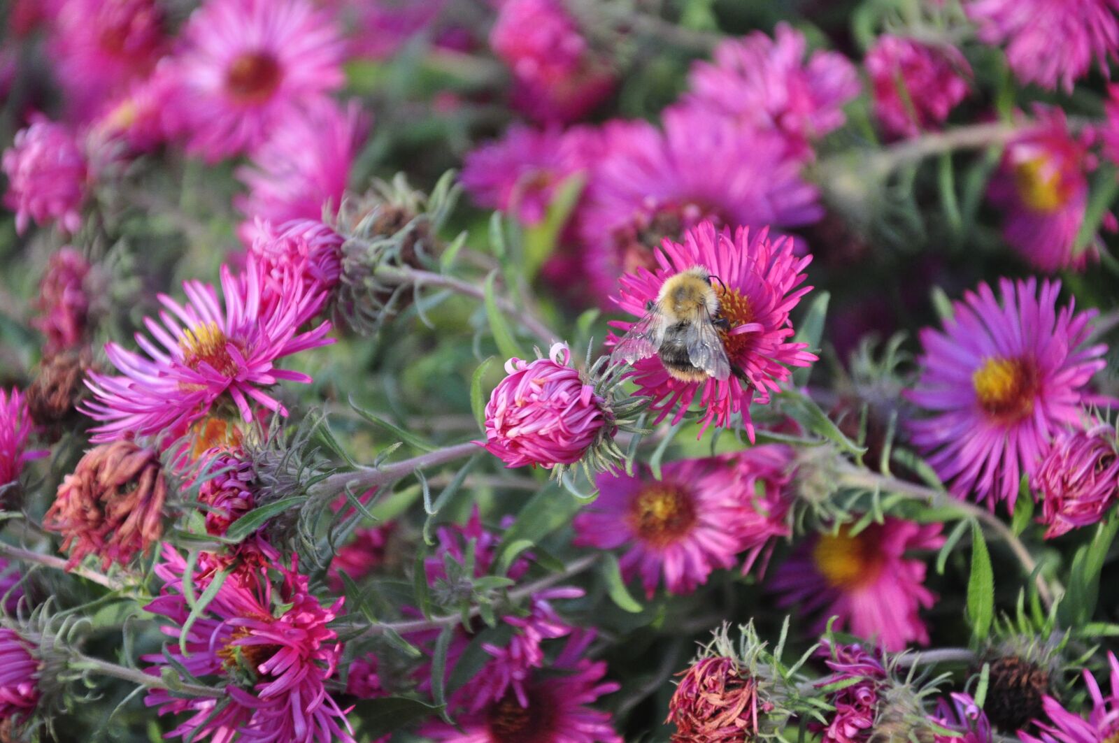 Nikon D5000 sample photo. Flower, nature, blossom photography
