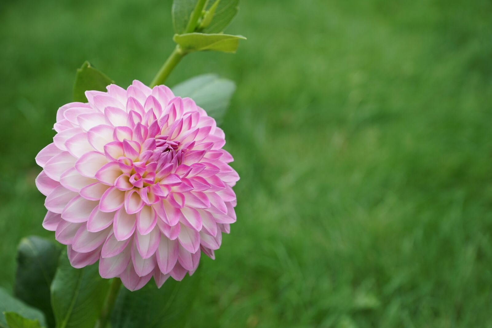 Sony a6000 + Sony E PZ 18-105mm F4 G OSS sample photo. Flower, meadow, garden photography