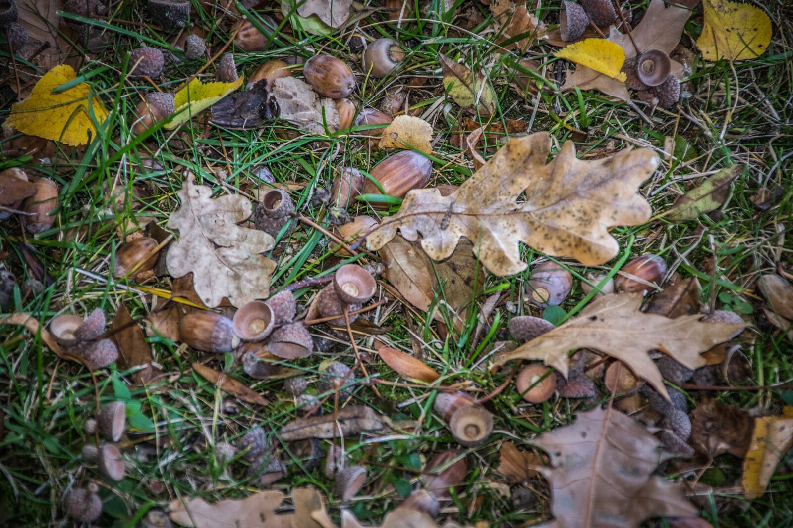 Nikon D5300 sample photo. Autumn, leaves, nature photography