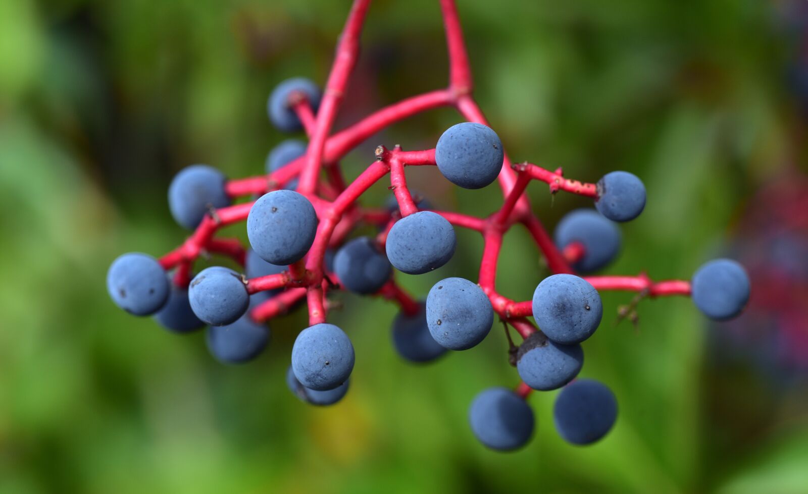 Nikon D750 sample photo. Wine partner, berries, autumn photography