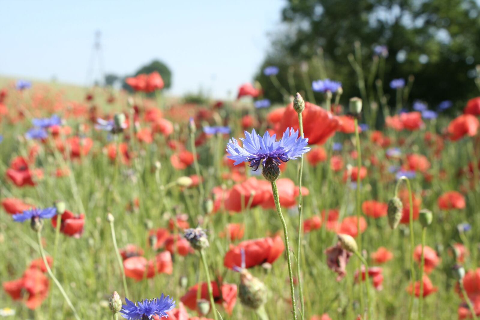 Canon EOS 350D (EOS Digital Rebel XT / EOS Kiss Digital N) sample photo. Poppy, field, meadow photography