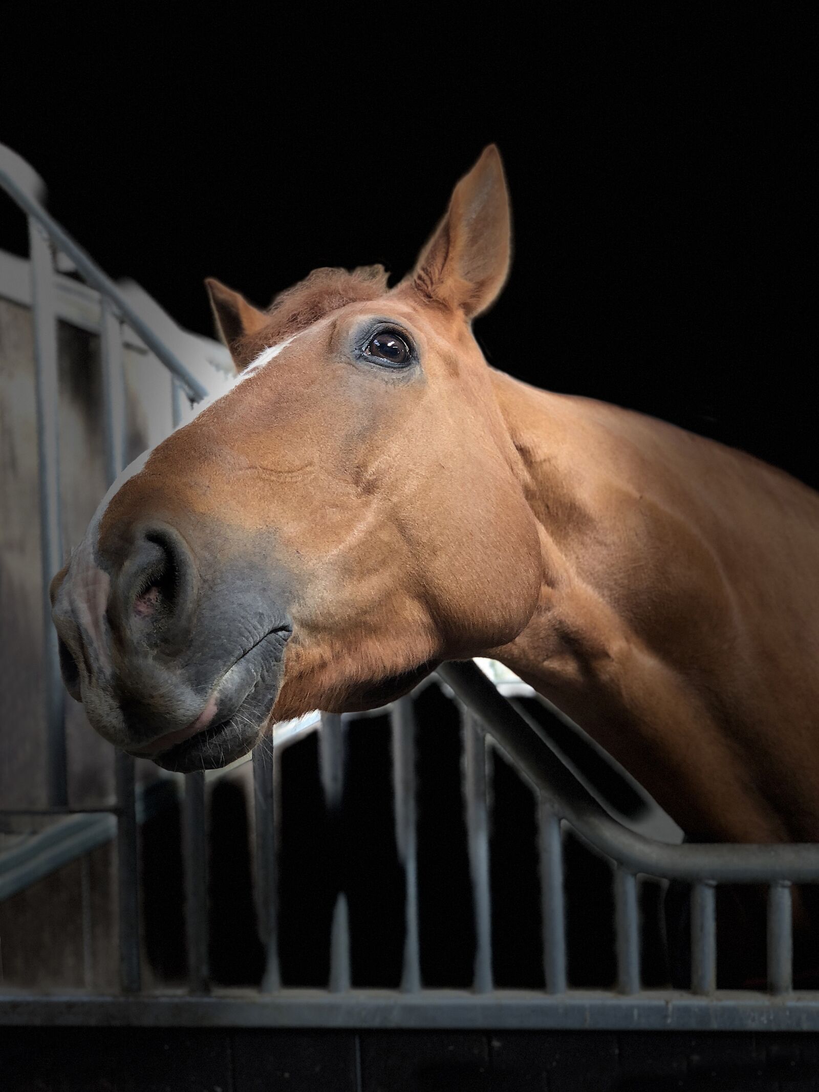iPhone X back dual camera 6mm f/2.4 sample photo. Horse, portrait, listing photography