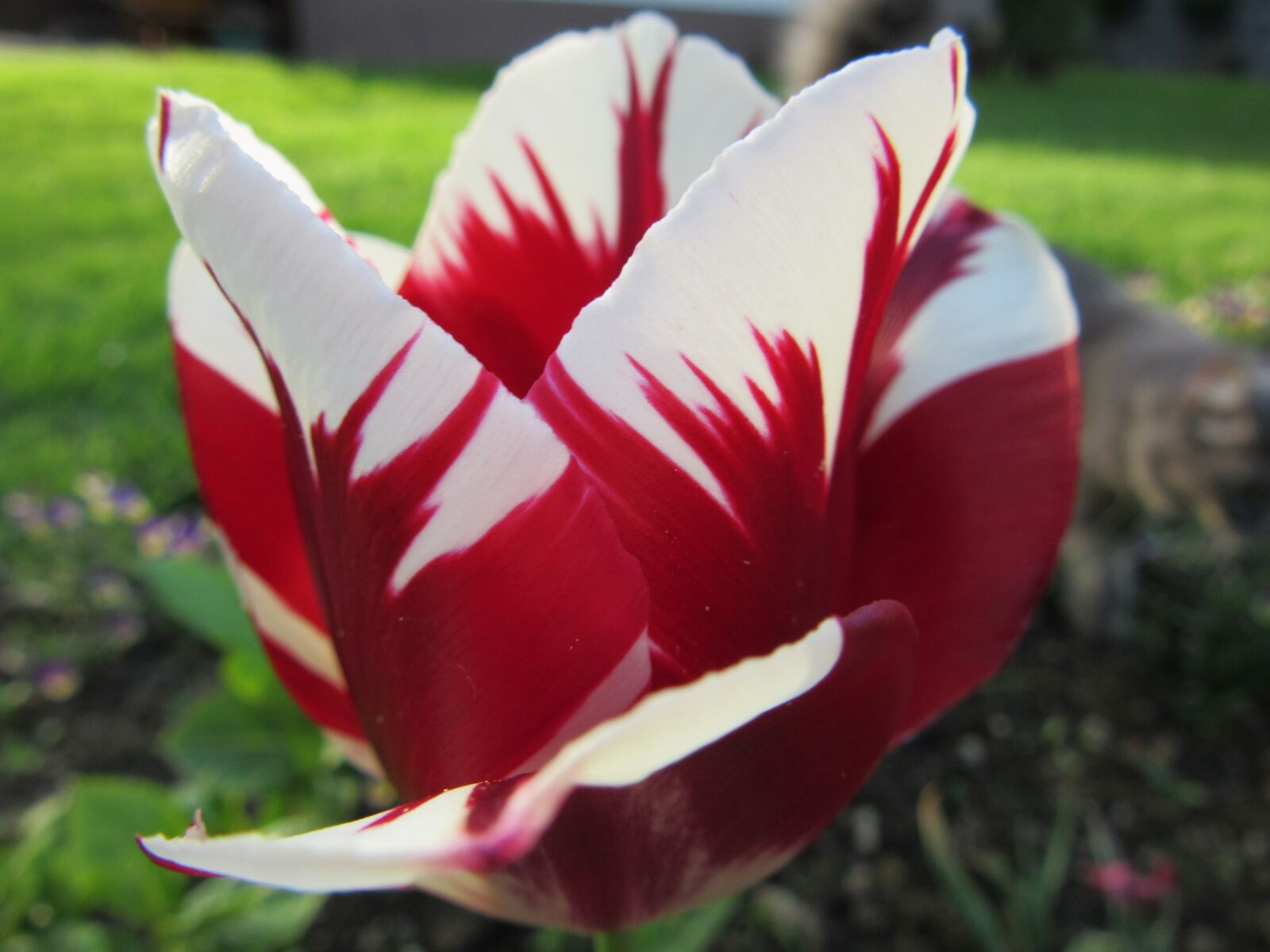 Canon PowerShot SX600 HS sample photo. Tulip, nature, red photography