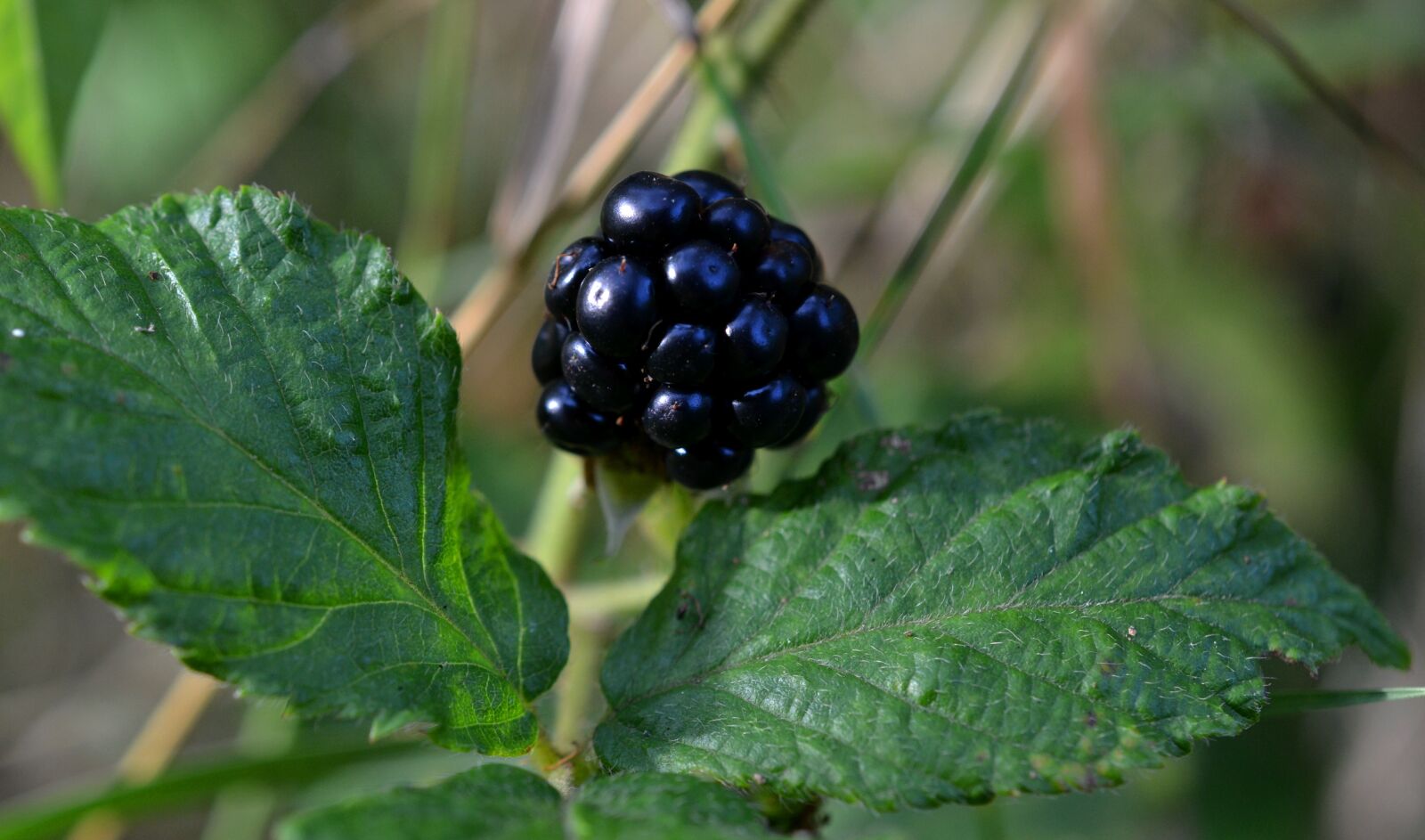 Nikon D3100 sample photo. Blackberry, rubus, blackberry leaves photography
