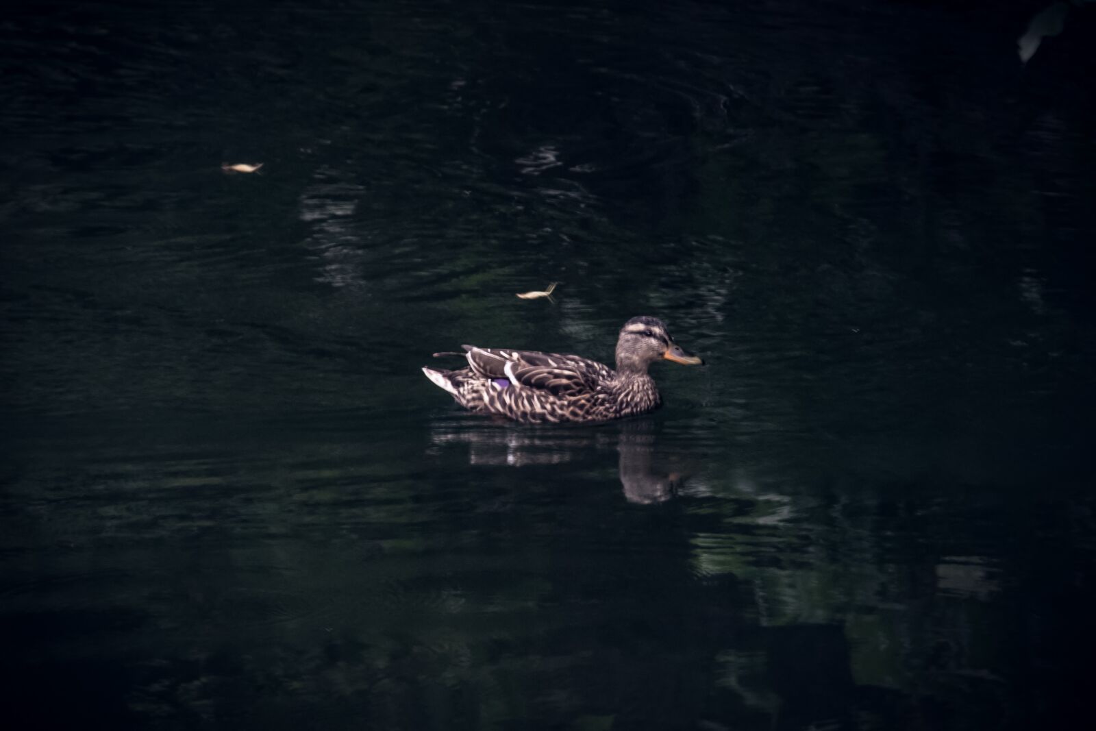Nikon D3300 sample photo. Duck, bird, animal photography