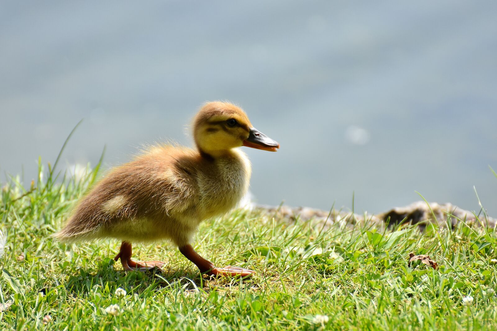 Nikon D7200 sample photo. Mallard, chicks, baby photography