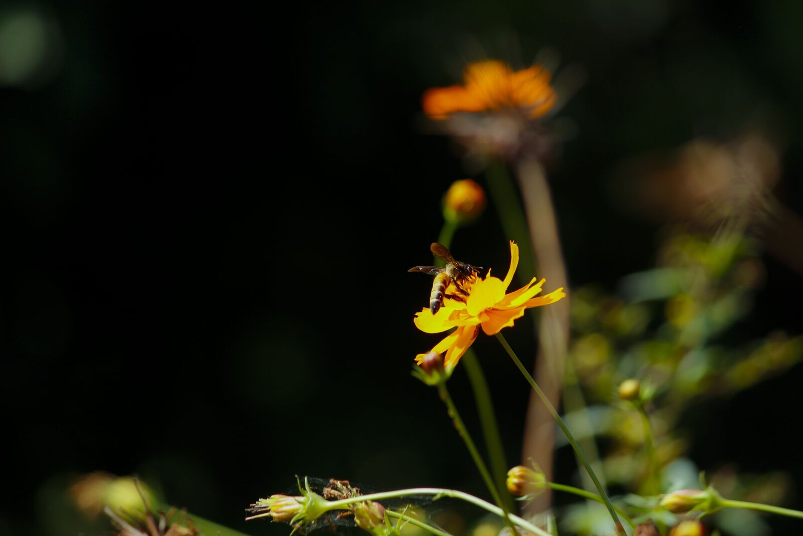 Canon EOS 700D (EOS Rebel T5i / EOS Kiss X7i) sample photo. Nature, insect, flower photography