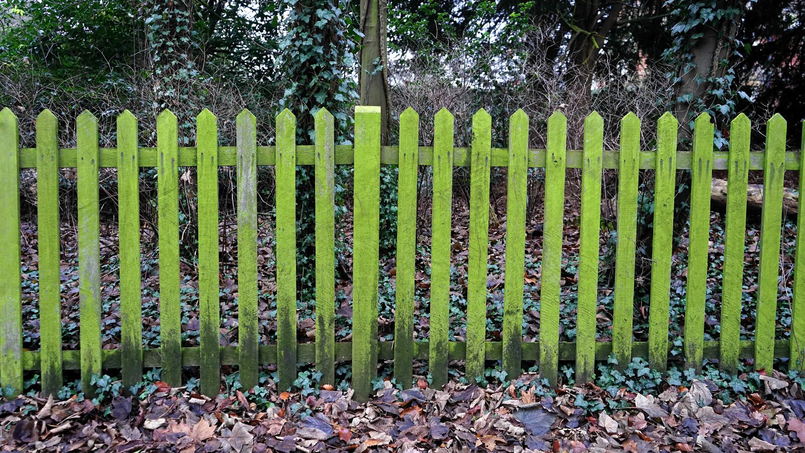 Sony a7 + Sony FE 28-70mm F3.5-5.6 OSS sample photo. Fence, leaves, green photography