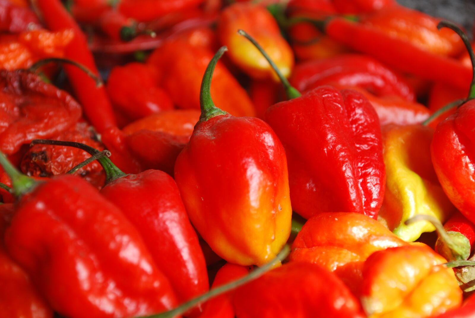 Nikon D60 sample photo. Red, chilli, chili photography