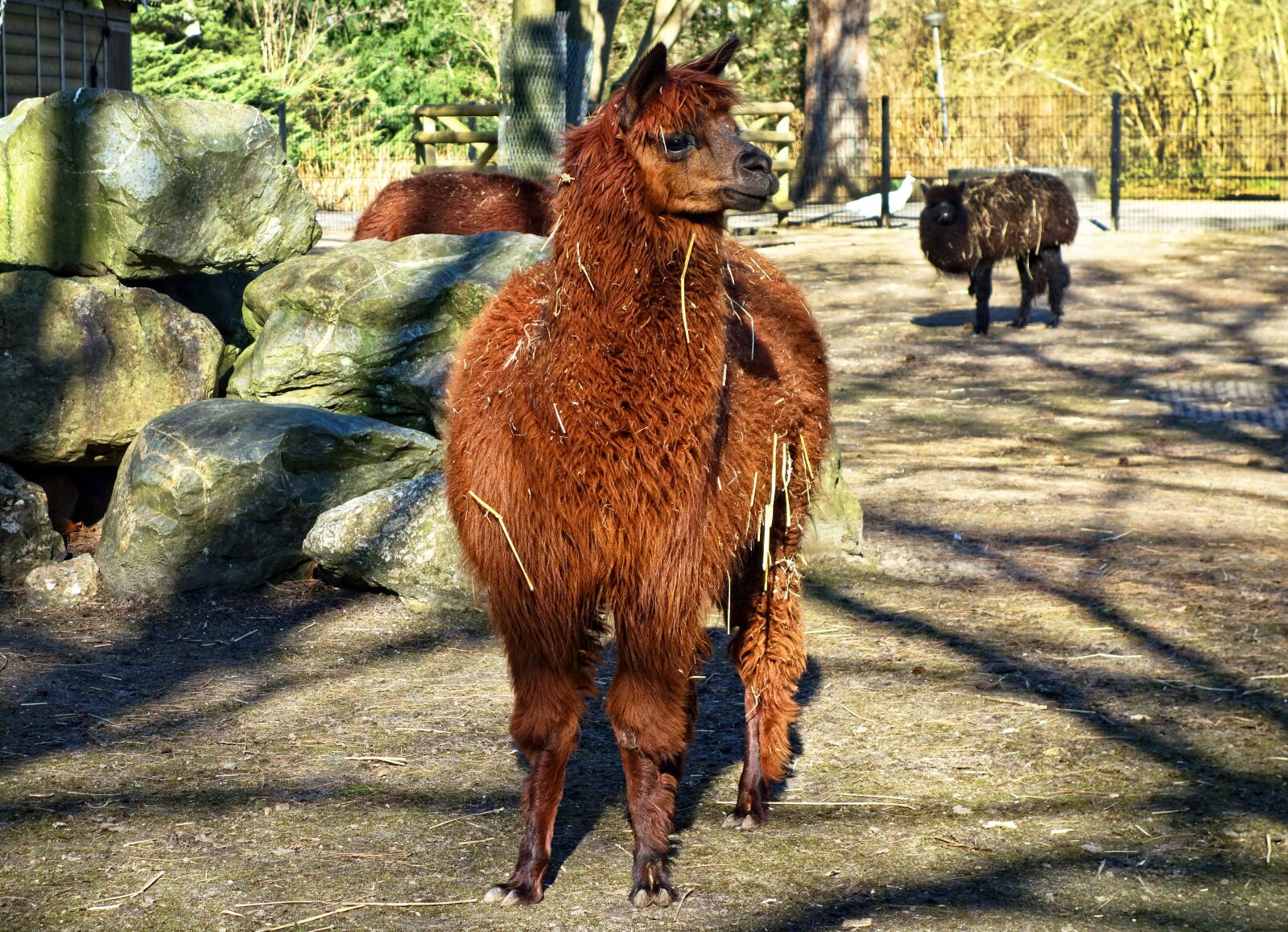 Sony Cyber-shot DSC-RX100 sample photo. Alpaca, animal, mammal photography