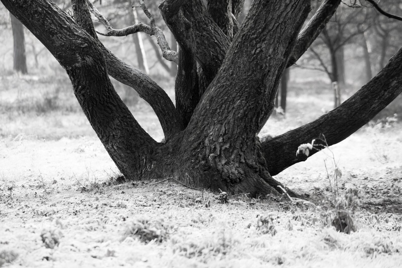Samsung NX300M sample photo. Tree, bark, log photography
