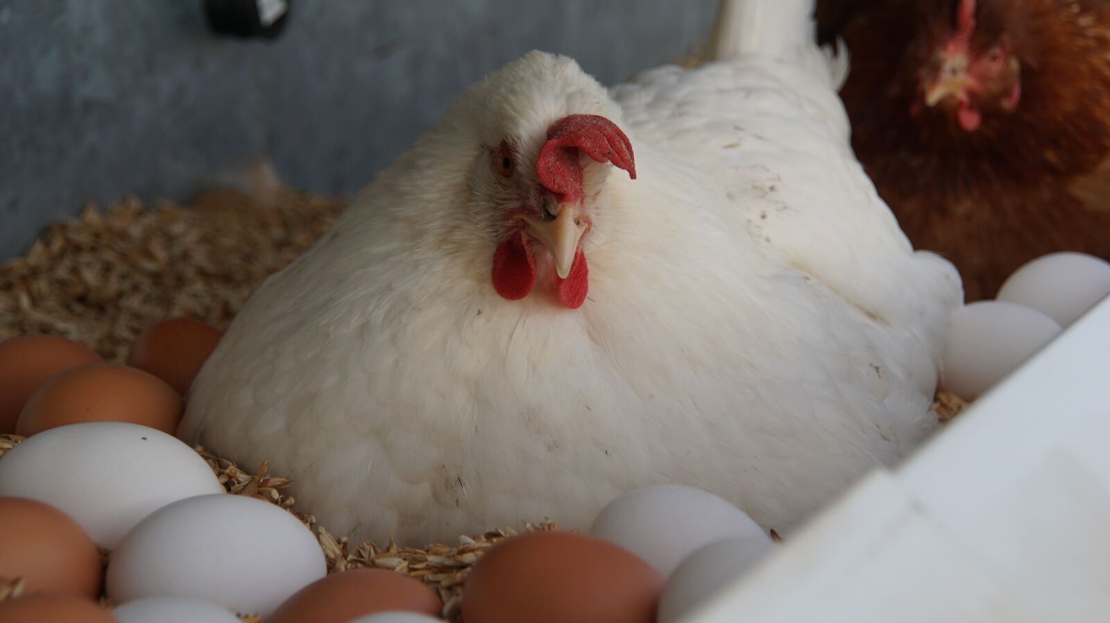 Sony ILCA-77M2 + DT 18-270mm F3.5-6.3 SSM sample photo. Chicken, chickens, egg photography