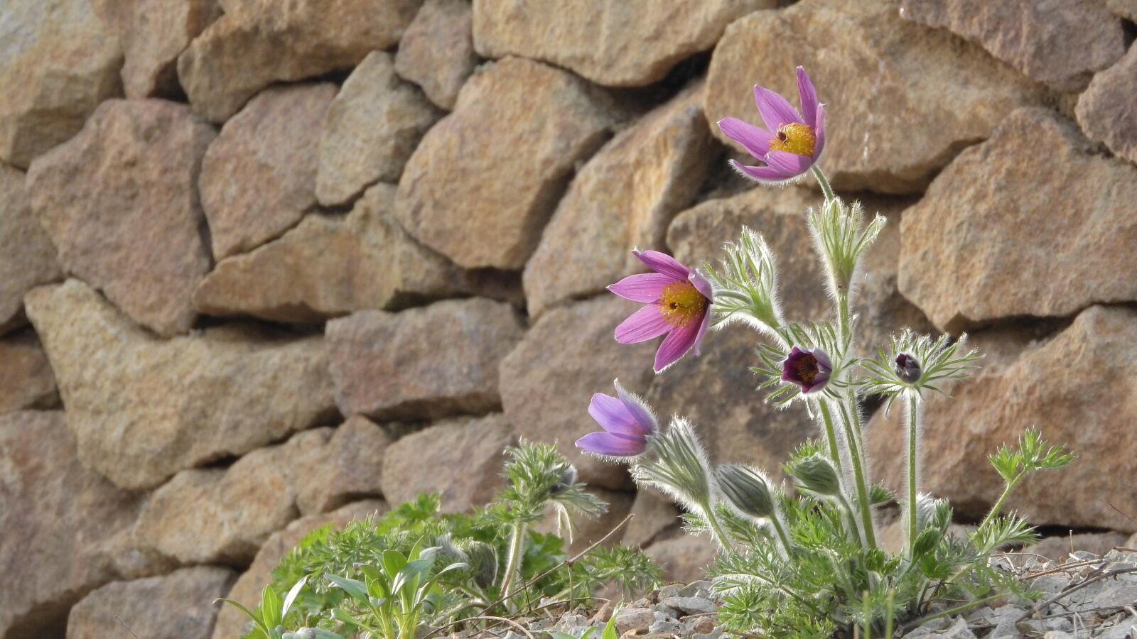 Nikon Coolpix P610 sample photo. Pasque flower, pulsatilla, prysk photography
