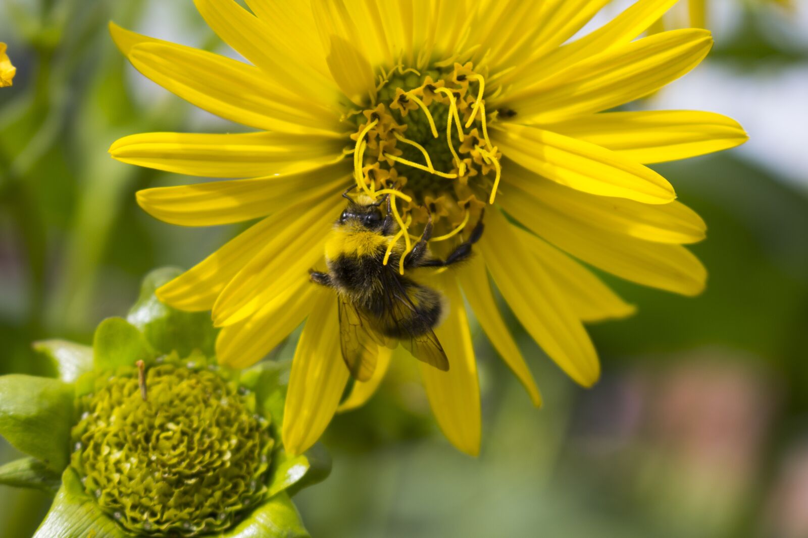 Canon EOS 60D sample photo. Hummel, flower, blossom photography