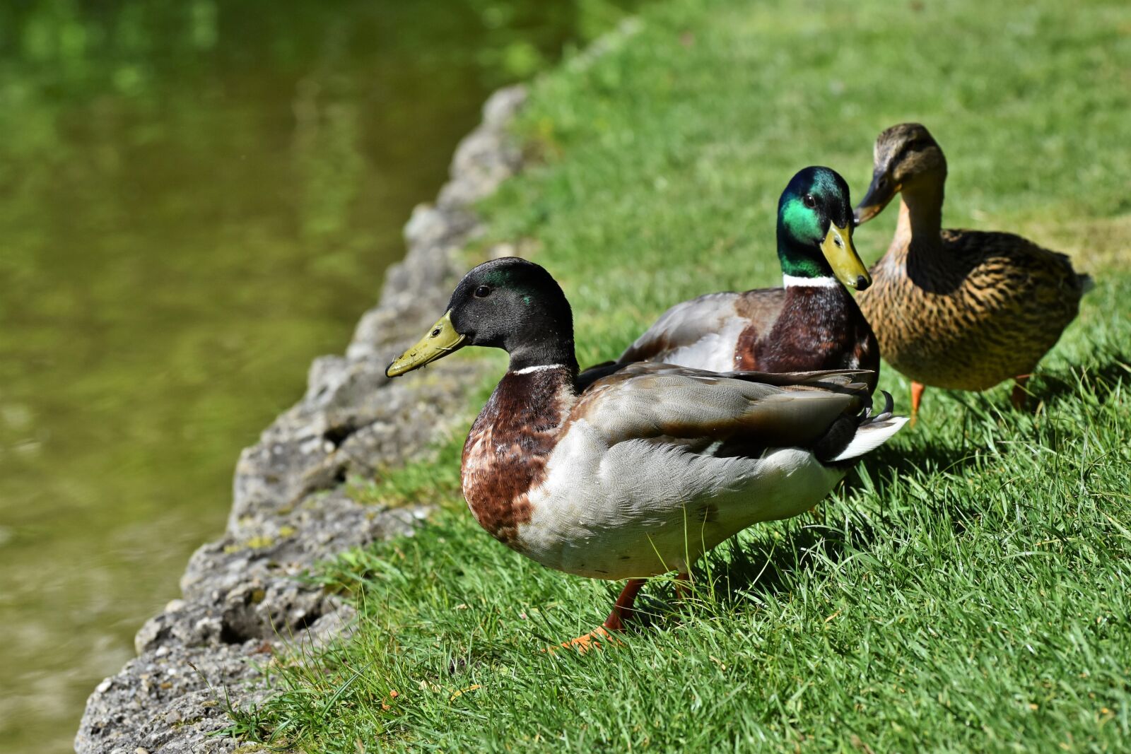Nikon D7200 sample photo. Mallard, duck, water bird photography