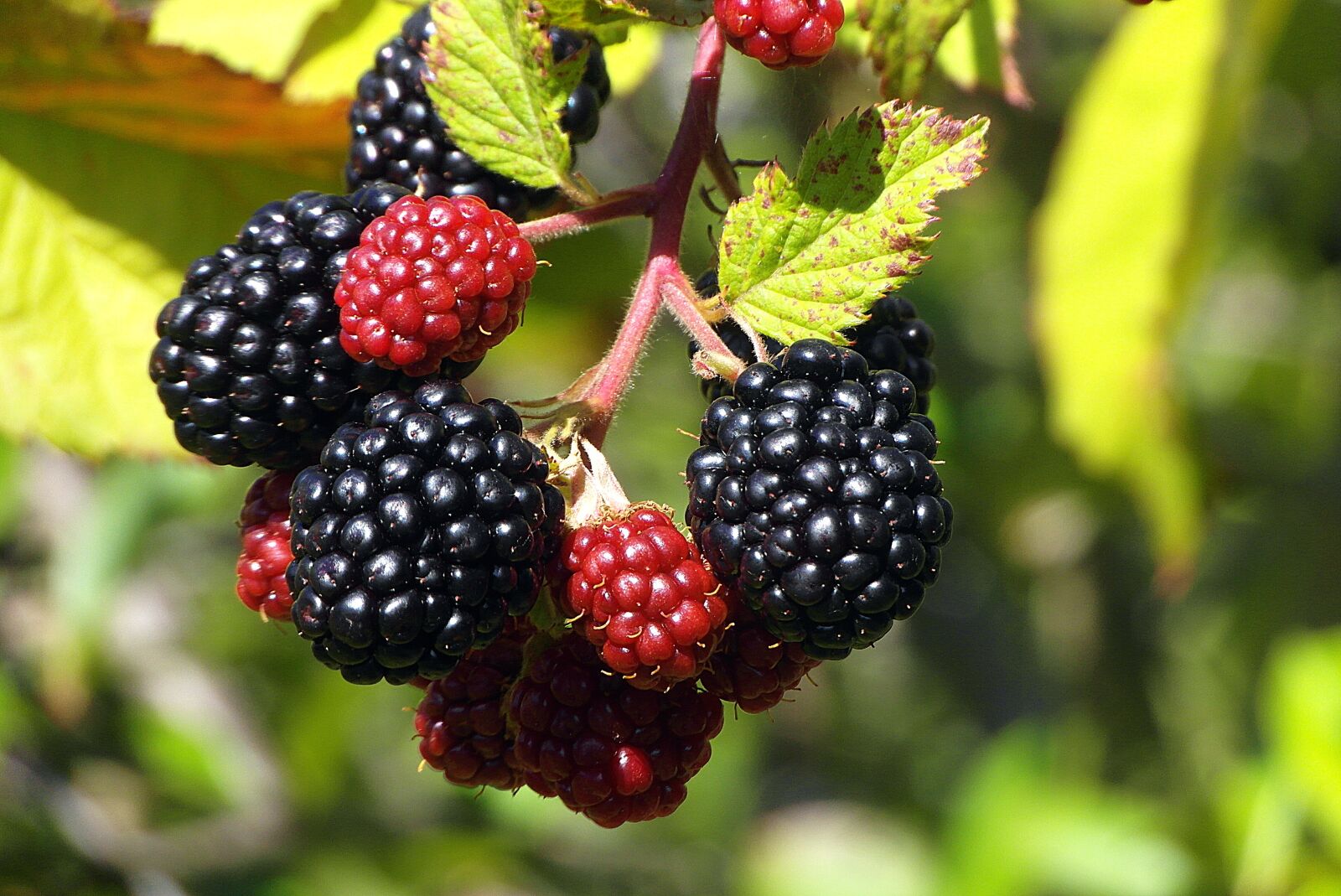 Samsung WB750 sample photo. Blackberry, fruit, ripening photography