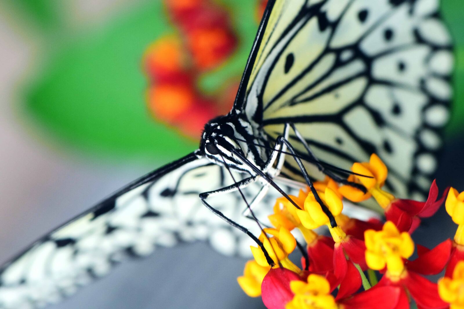 Nikon D3300 sample photo. Nature, colorful, animal, flower photography
