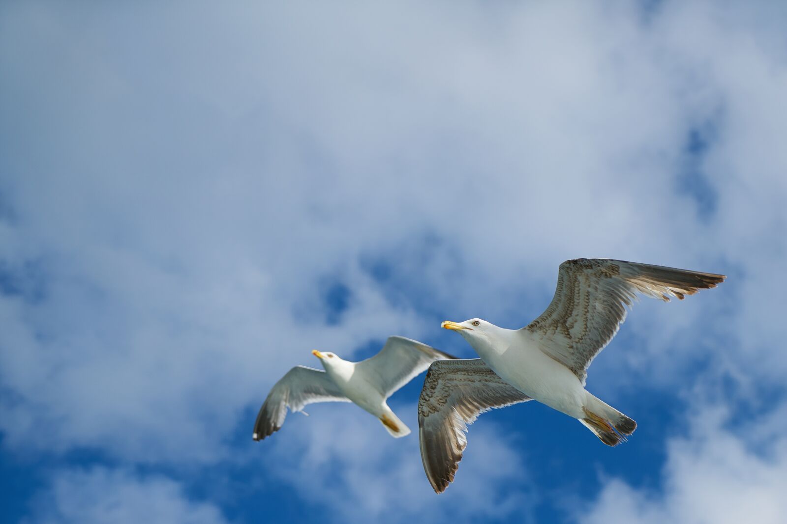 Sony a7R II + Sony Vario Tessar T* FE 24-70mm F4 ZA OSS sample photo. Seagull, bird, birds photography