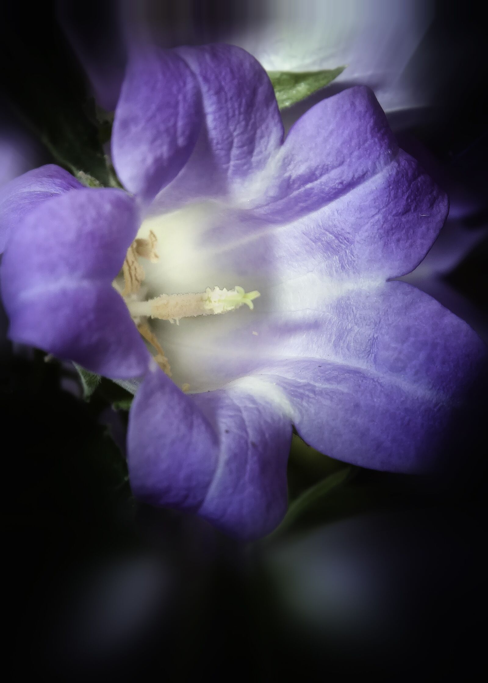 Canon EOS 50D sample photo. Campanula, dark, blossom photography
