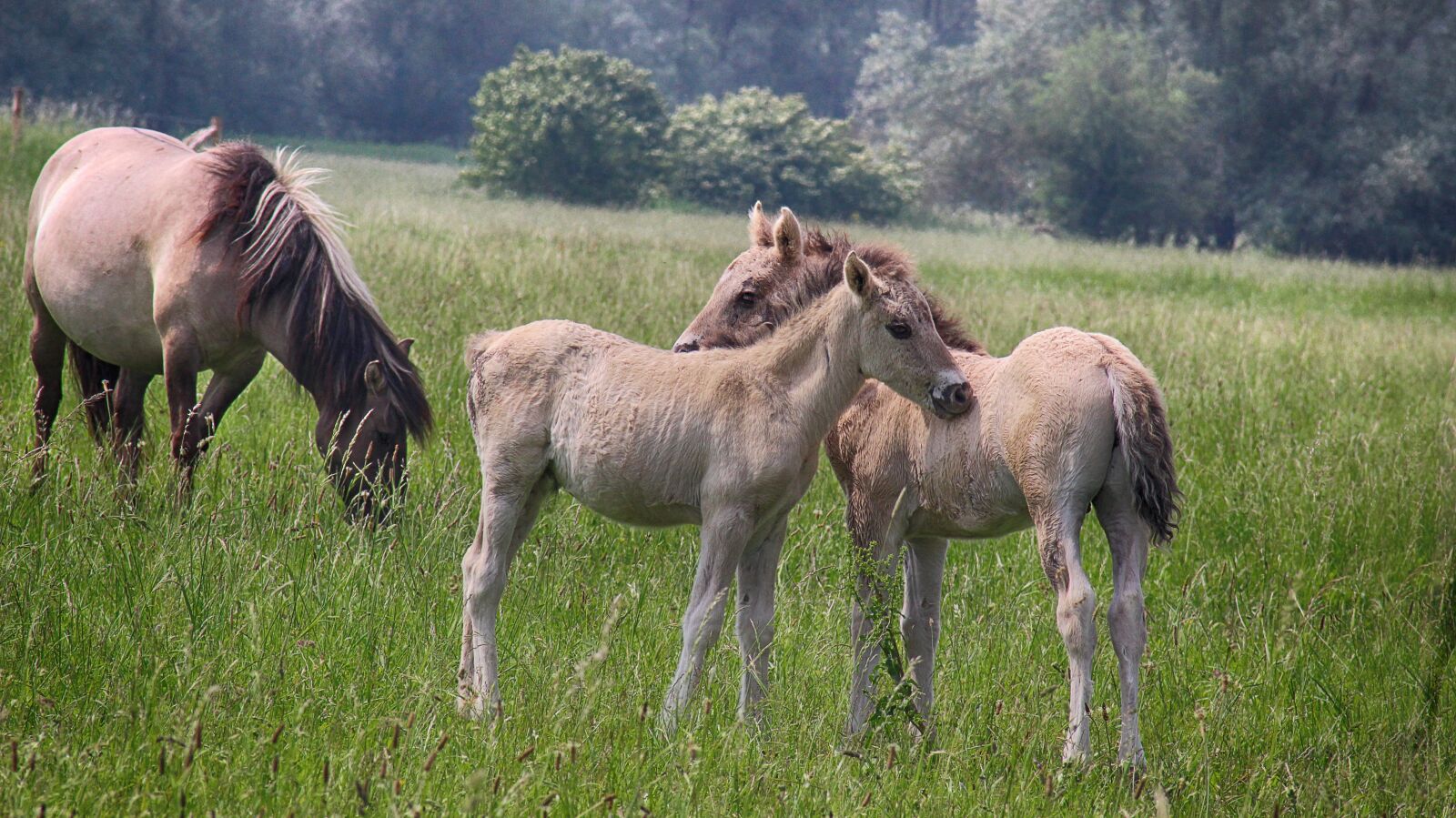 Canon EOS 600D (Rebel EOS T3i / EOS Kiss X5) sample photo. Small children, foals, spring photography