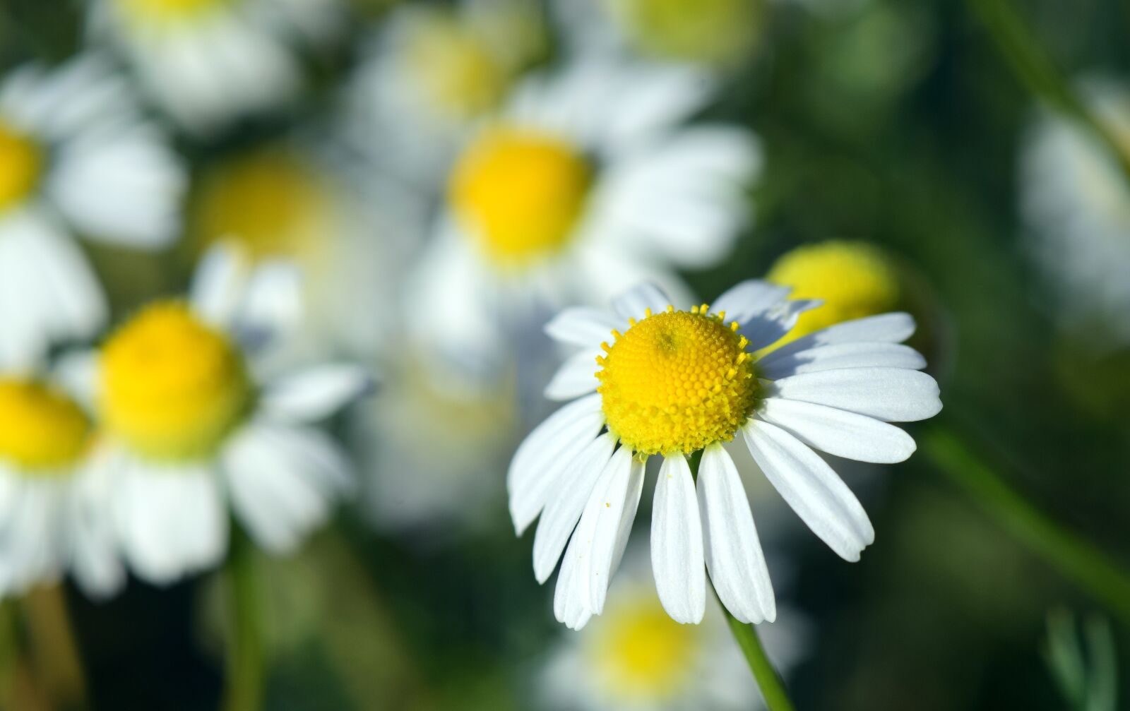 Nikon D3300 sample photo. Chamomile, chamomile flower, medicinal photography
