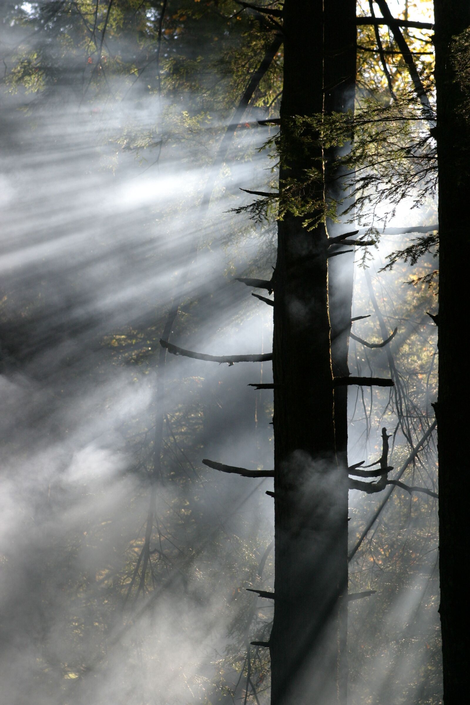 Canon EOS 10D sample photo. Camping, woods, campfire photography