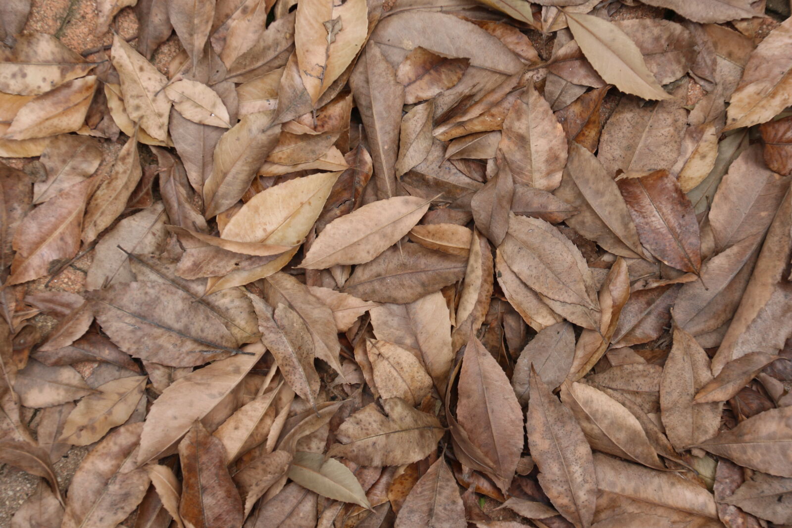 Canon EOS 7D Mark II sample photo. Autumn, brown, leaves, texture photography