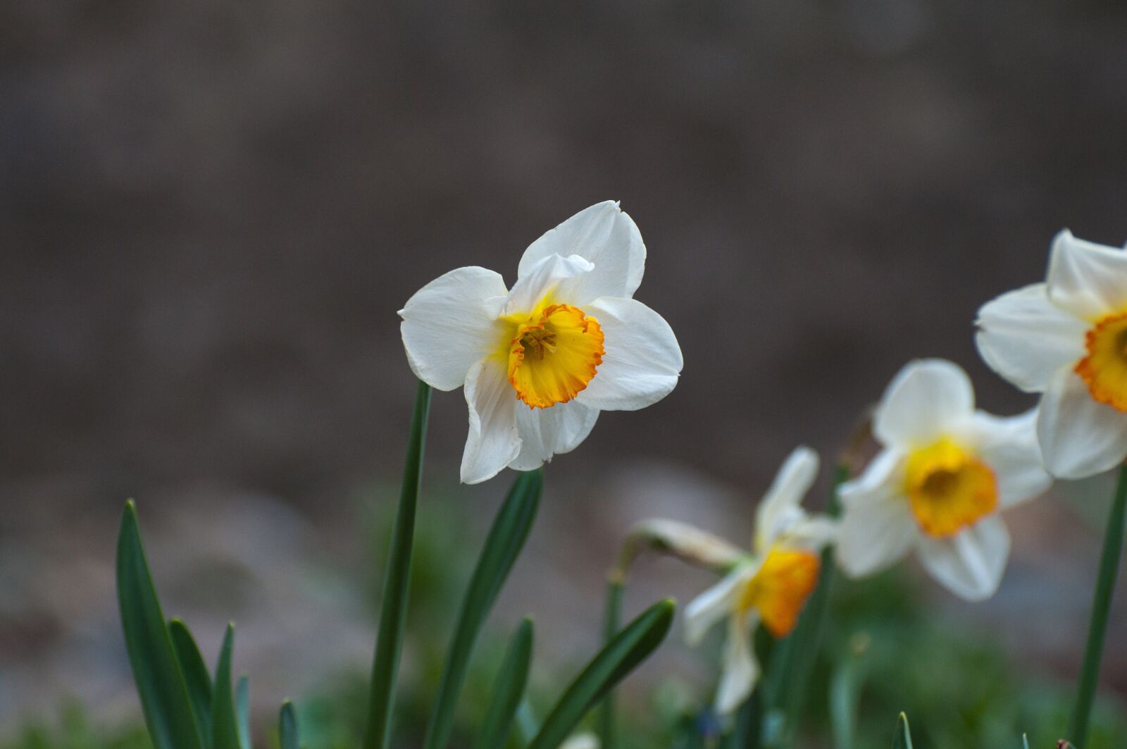 Nikon D5000 sample photo. Narcissus, spring, blossom photography