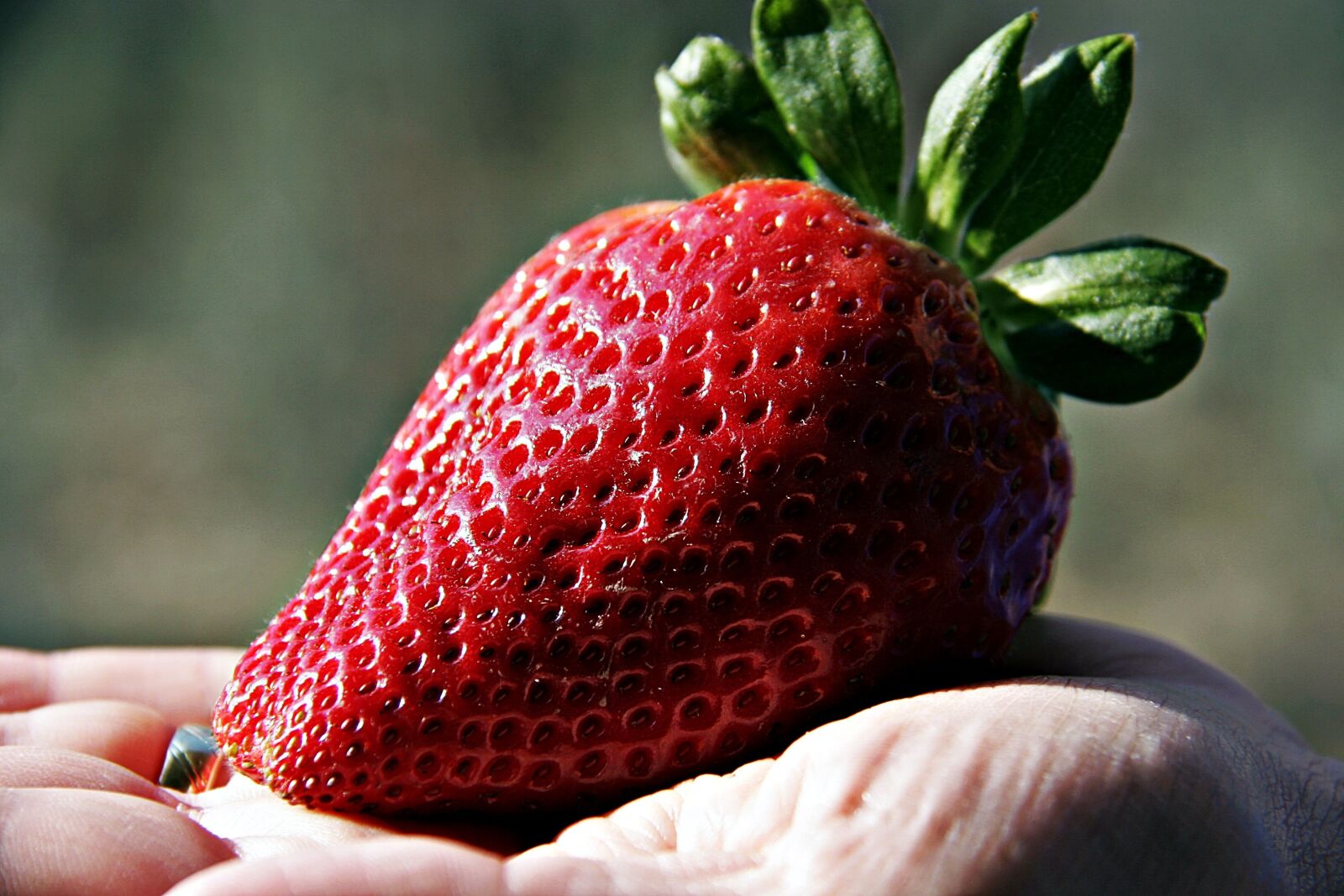 Canon EOS 20D sample photo. Strawberry, giant strawberry, fruit photography